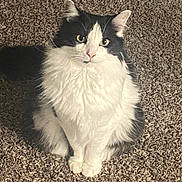 Elixir is registered to the contest to win money with this photo: cat, black_and_white, fluffy, carpet, indoor, pet, feline, sitting, curious, whiskers, ears, paws, fur, animal, domestic, cute, portrait, looking_up, shadow, soft_light
