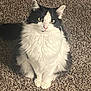 cat, black_and_white, fluffy, carpet, indoor, pet, feline, sitting, curious, whiskers, ears, paws, fur, animal, domestic, cute, portrait, looking_up, shadow, soft_light
