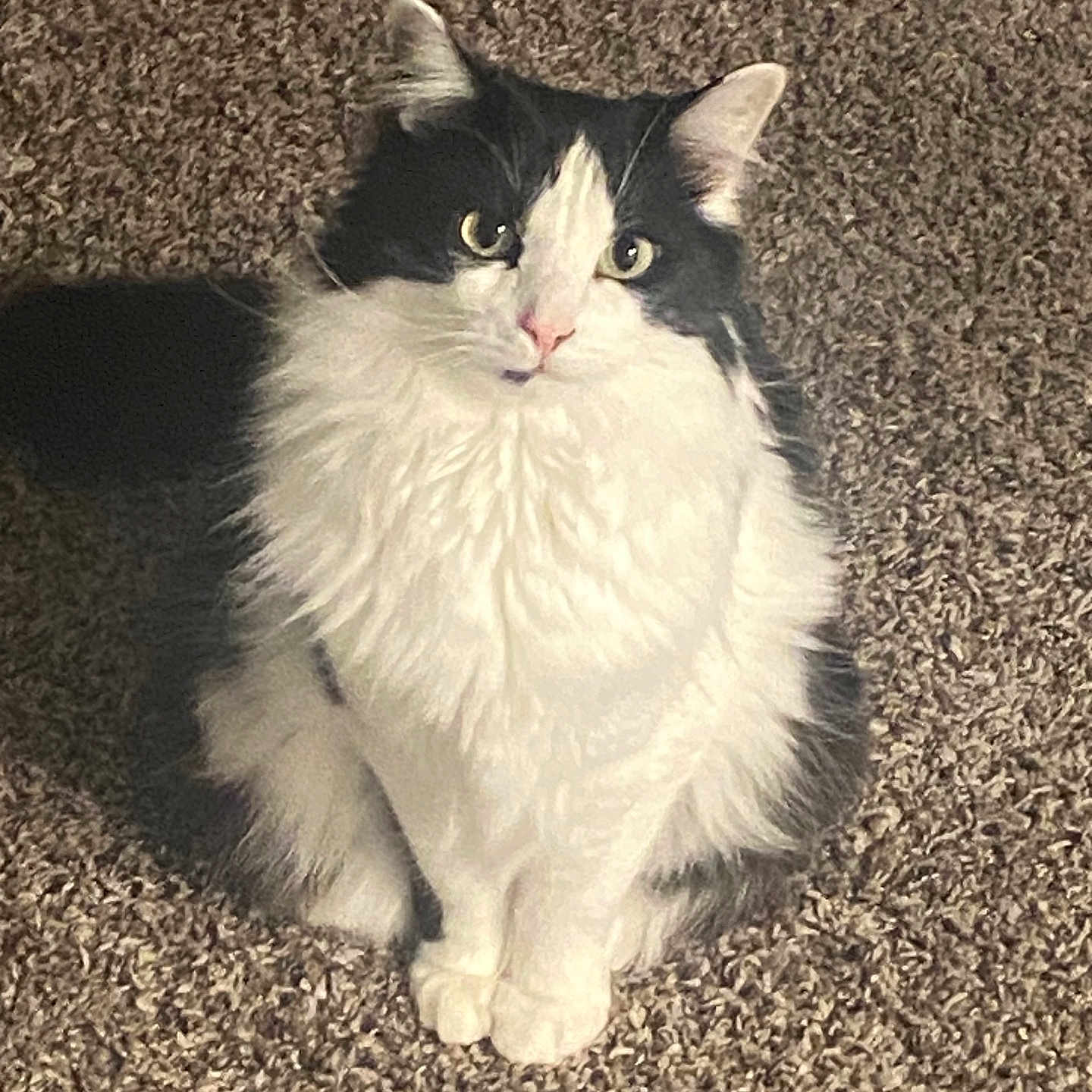 Elixir is registered to the contest to win money with this photo: animal, black_and_white, carpet, cat, curious, cute, domestic, ears, feline, fluffy, fur, indoor, looking_up, paws, pet, portrait, shadow, sitting, soft_light, whiskers