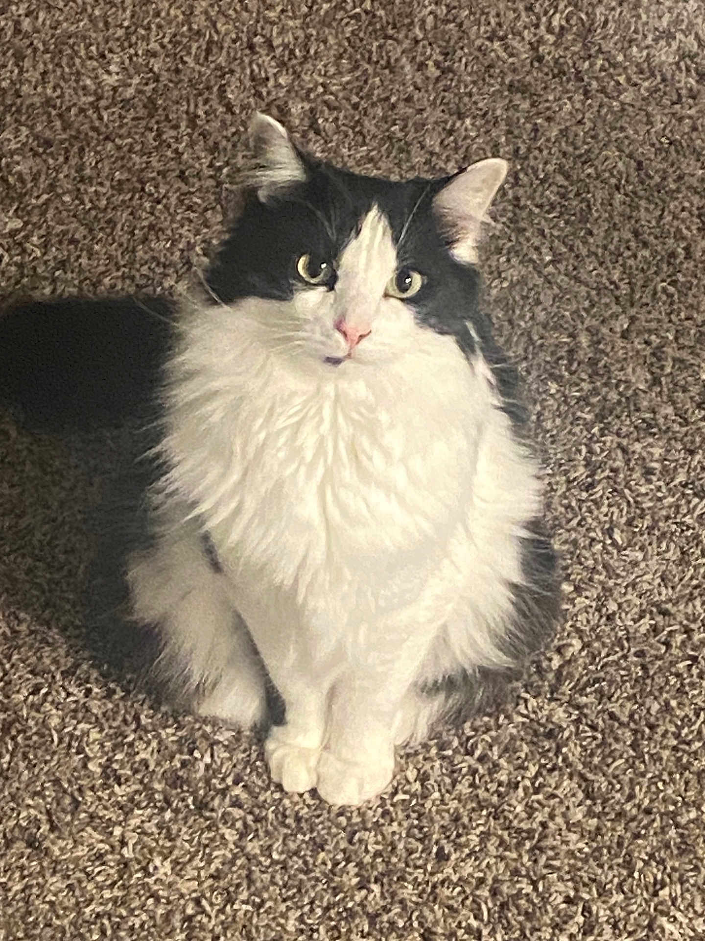 Elixir is registered to the contest to win money with this photo: cat, black_and_white, fluffy, carpet, indoor, pet, feline, sitting, curious, whiskers, ears, paws, fur, animal, domestic, cute, portrait, looking_up, shadow, soft_light