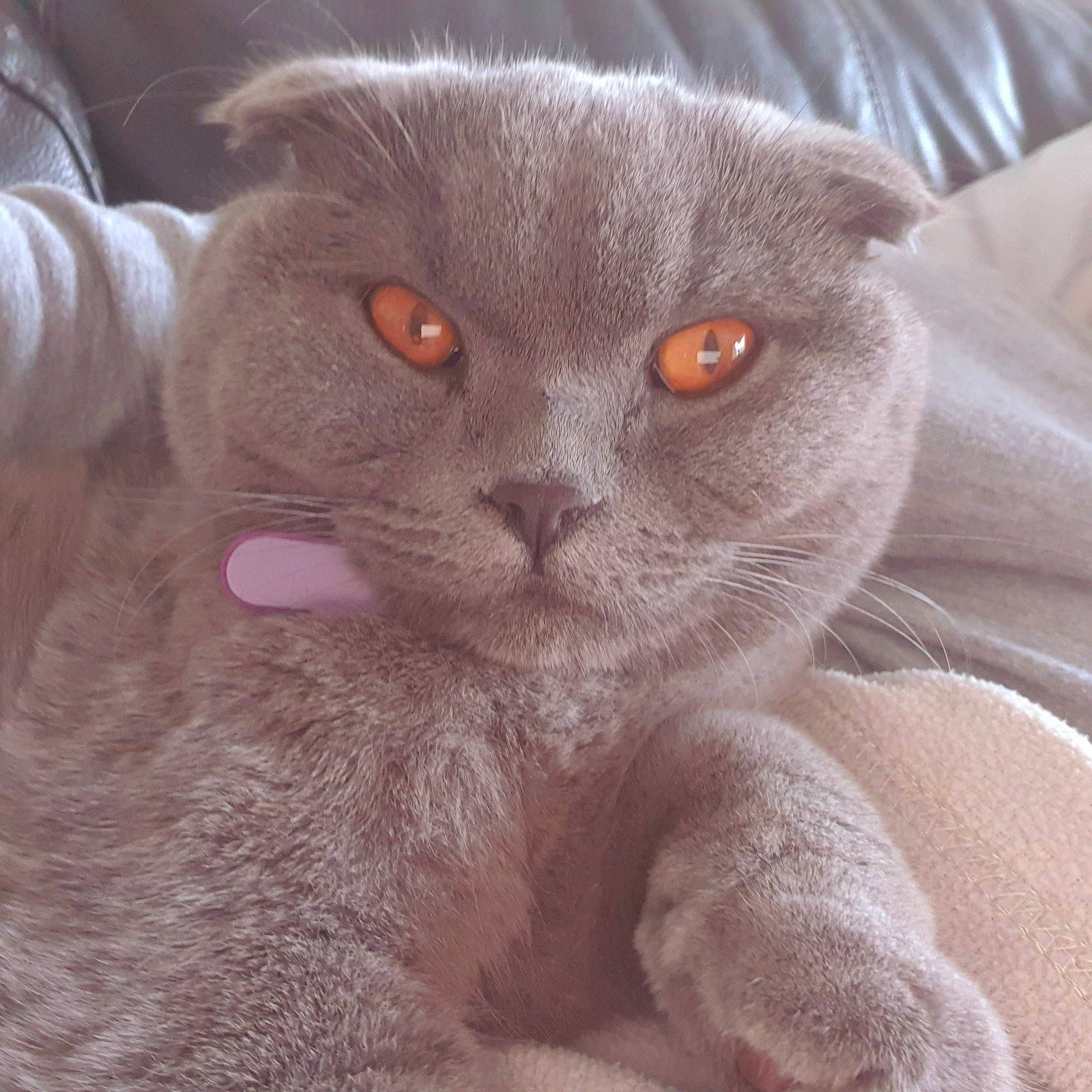 Dolce a rejoint le concours — aidez-le/la à gagner de superbes lots ! asian, british_longhair, british_semi_longhair, british_shorthair, burmese, carnivore, cat, chartreux, eye, fawn, felidae, korat, mammal, nebelung, russian_blue, scottish_fold, small_to_medium_sized_cats, snout, vertebrate, whiskers