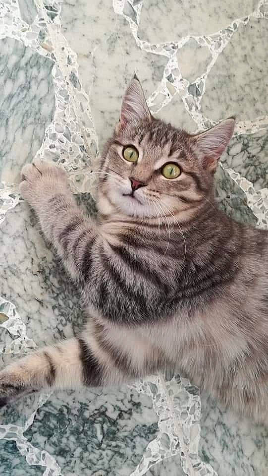 Ongi a rejoint le concours — aidez-le/la à gagner de superbes lots ! carnivore, cat, claw, domestic_short_haired_cat, eye, felidae, fur, grass, pattern, paw, sand, sitting, small_to_medium_sized_cats, snout, tail, terrestrial_animal, whiskers, wildlife