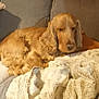 animal, blanket, companion, couch, cozy, curled_up, dog, domestic_animal, fur, furniture, golden_brown, homedecor, indoor, long_ears, pet, relaxed, resting, sleepy, soft, warm