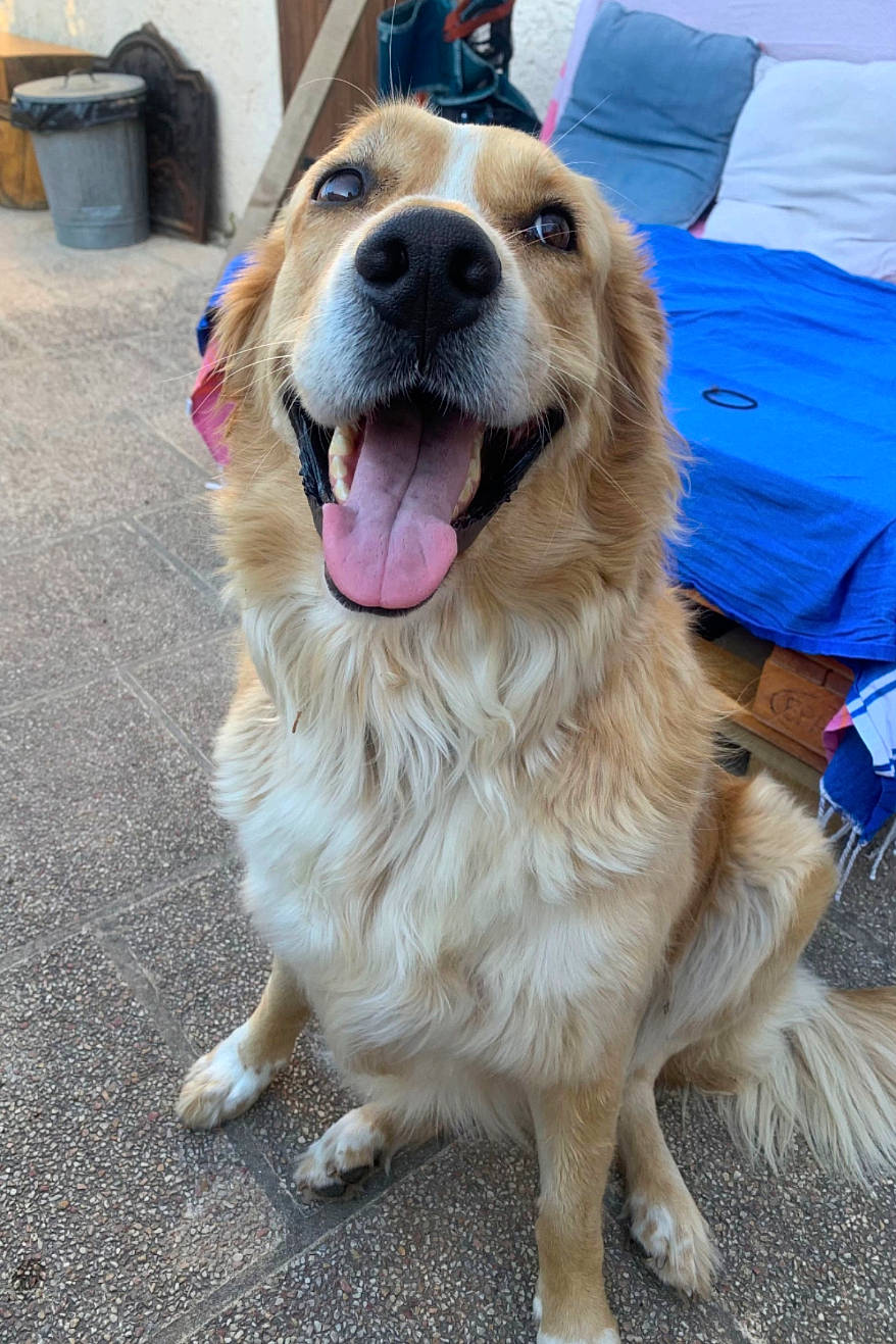 Bloody participe au concours pour gagner de l'argent avec cette photo : animal, black_nose, blue_blanket, brown_eyes, close_up, dog, floppy_ears, furniture, golden_fur, golden_retriever, happy, long_fur, open_mouth, outdoor, patio, pet, portrait, sitting, smiling, tongue_out