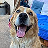 dog, golden_retriever, pet, animal, canine, happy, smiling, open_mouth, tongue, teeth, nose, floppy_ears, fur, long_hair, portrait, close_up, outdoor, patio, blue_blanket, seated