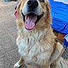 Bloody participe au concours pour gagner de l'argent avec cette photo : dog, golden_retriever, pet, animal, sitting, happy, smiling, tongue, close_up, portrait, floppy_ears, long_fur, golden_fur, outdoor, patio, blue_blanket, bed, trash_bin, concrete, front_facing