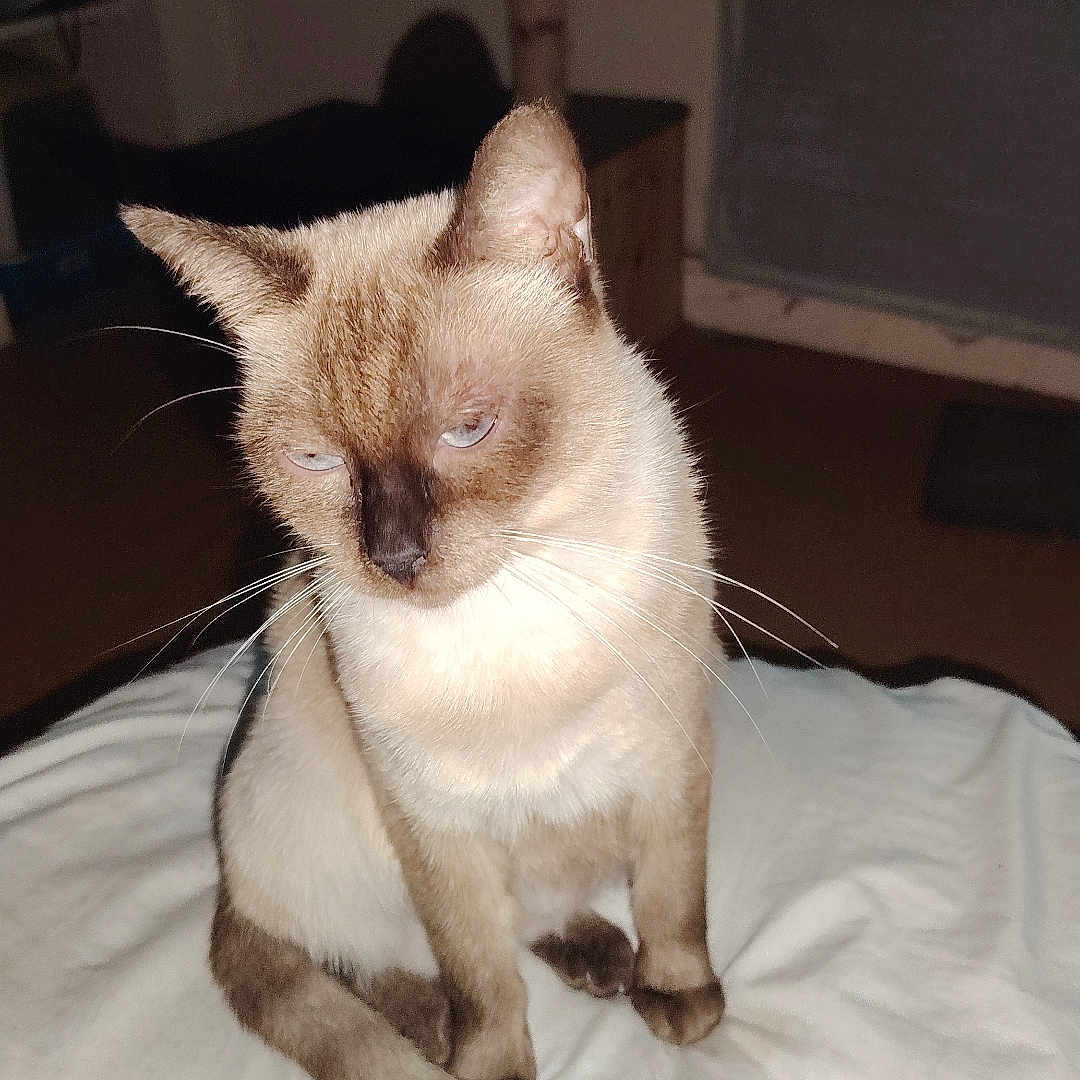 Chipie participe au concours pour gagner de l'argent avec cette photo : animal, blanket, cat, cute, domestic, eyes, feline, fur, home, indoor, mammal, pet, quiet, resting, siamese, sitting, sleepy, soft, tail, whiskers