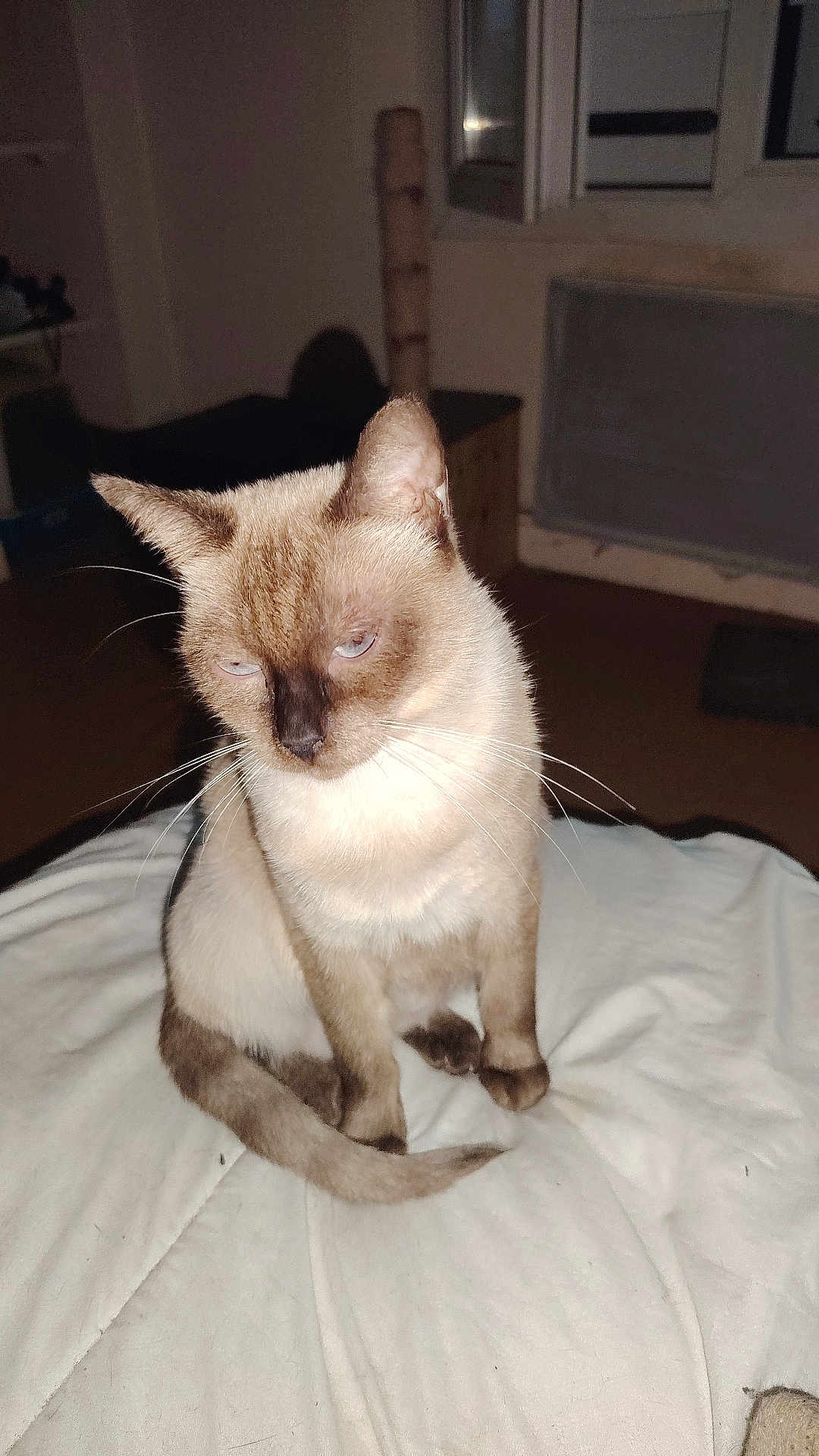 Chipie