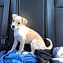 Simba is registered to the contest to win money with this photo: puppy, dog, car_interior, seat, clothes, tan, white, pet, young_dog, backseat, curious, sunlight, domestic_animal, cute, small_dog, fur, sitting, indoors, leather_seat, tail