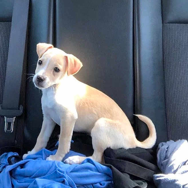 Simba is registered to the contest to win money with this photo: backseat, car_interior, clothes, curious, cute, dog, domestic_animal, fur, indoors, leather_seat, pet, puppy, seat, sitting, small_dog, sunlight, tail, tan, white, young_dog
