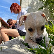 Simba is registered to the contest to win money with this photo: puppy, dog, grass, outdoor, sunlight, person, curly_hair, phone, building, sky, greenery, sidewalk, casual_clothing, cute, young_dog, close_up, nature, daytime, relaxing, focus