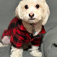 Bailey joined the competition — help win amazing prizes! dog, white_dog, plaid_jacket, pet_clothing, indoor, couch, seated, furry, small_dog, looking_at_camera, cute, domestic_animal, cozy, portrait, companion, animal, household, fur, paw, pet