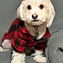 animal, companion, couch, cozy, cute, dog, domestic_animal, fur, furry, household, indoor, looking_at_camera, paw, pet, pet_clothing, plaid_jacket, portrait, seated, small_dog, white_dog
