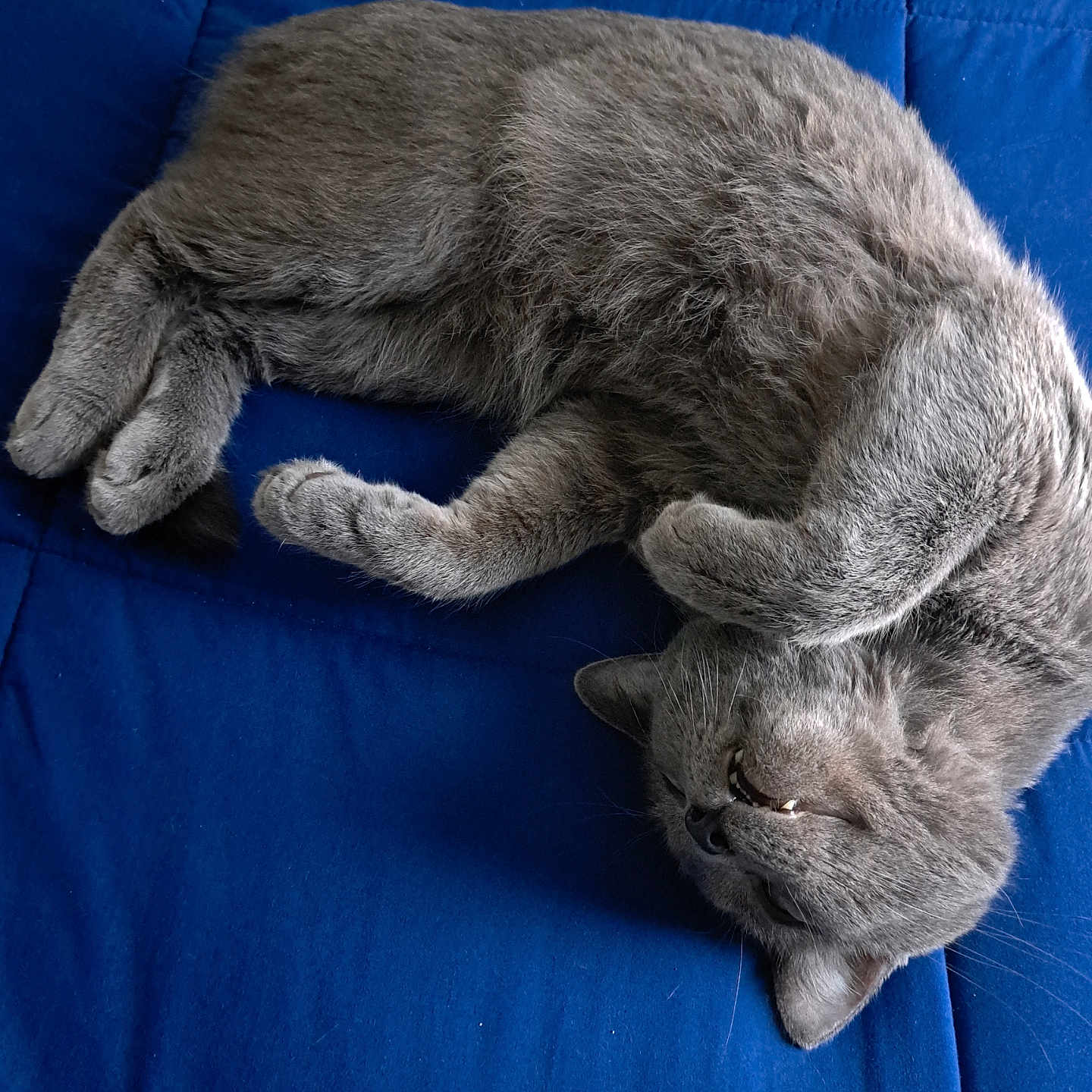 Felon joined the competition — help win amazing prizes! abyssinian, animal, architecture, armchair, building, cat, chair, couch, cushion, furniture, hardwood, homedecor, kitten, linen, manx, person, pet, siamese, sleeping, wood