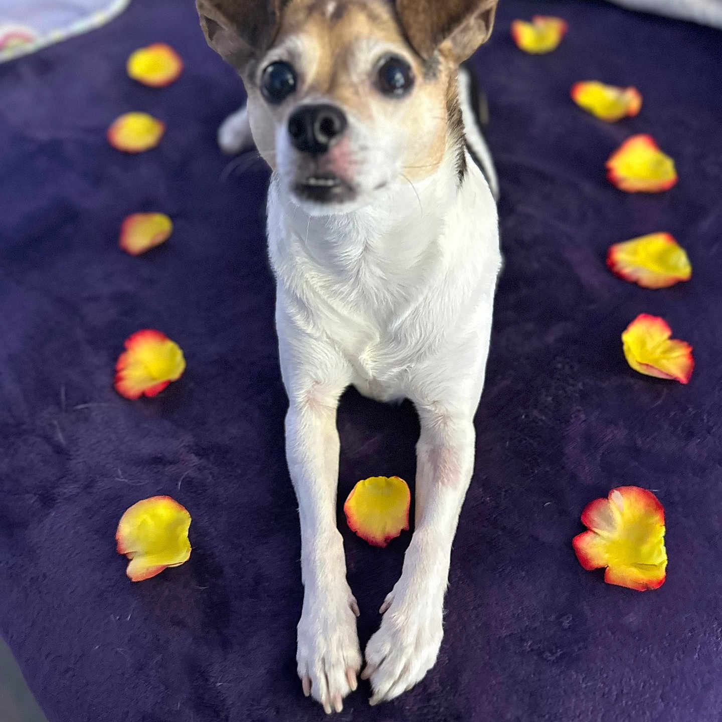 Bentley is registered to the contest to win money with this photo: animal, black_fur, blanket, brown_fur, cozy, cute, dog, flower_petals, front_legs, fur, indoor, looking_up, lying_down, pet, portrait, purple, rose_petals, small_dog, soft_texture, white_fur