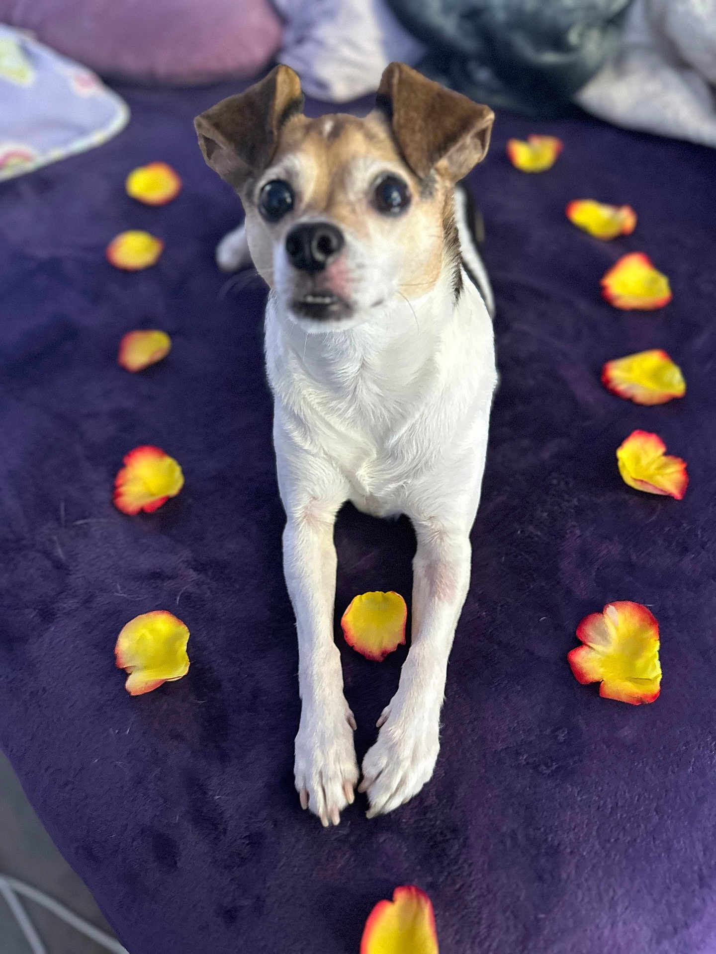 Bentley is registered to the contest to win money with this photo: dog, pet, animal, blanket, purple, rose_petals, flower_petals, cute, small_dog, fur, lying_down, looking_up, front_legs, indoor, cozy, white_fur, brown_fur, black_fur, portrait, soft_texture