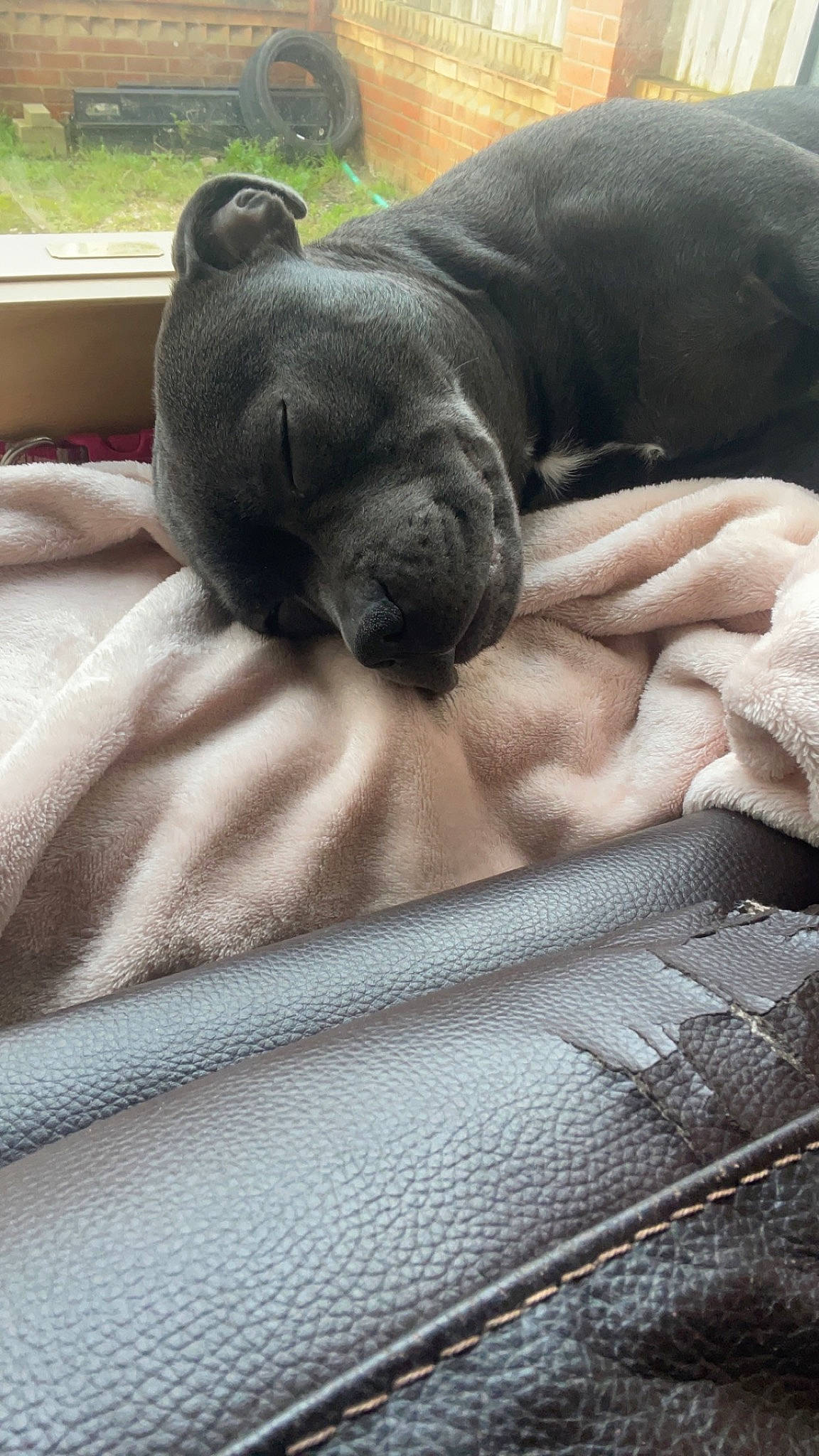 Luna joined the competition — help win amazing prizes! canidae, carnivore, comfort, companion_dog, dog, dog_breed, fawn, fur, grey, guard_dog, linens, mammal, snout, sporting_group, terrestrial_animal, toy_dog, vertebrate, whiskers, working_animal, wrinkle