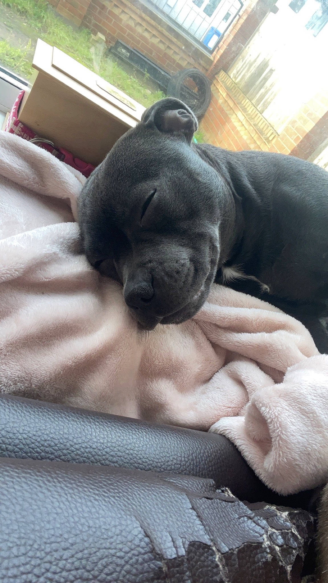 Luna is registered to the contest to win money with this photo: canidae, carnivore, comfort, companion_dog, dog, dog_breed, fawn, fur, grey, guard_dog, linens, molosser, nap, sporting_group, tail, terrestrial_animal, whiskers, window, working_animal, wrinkle