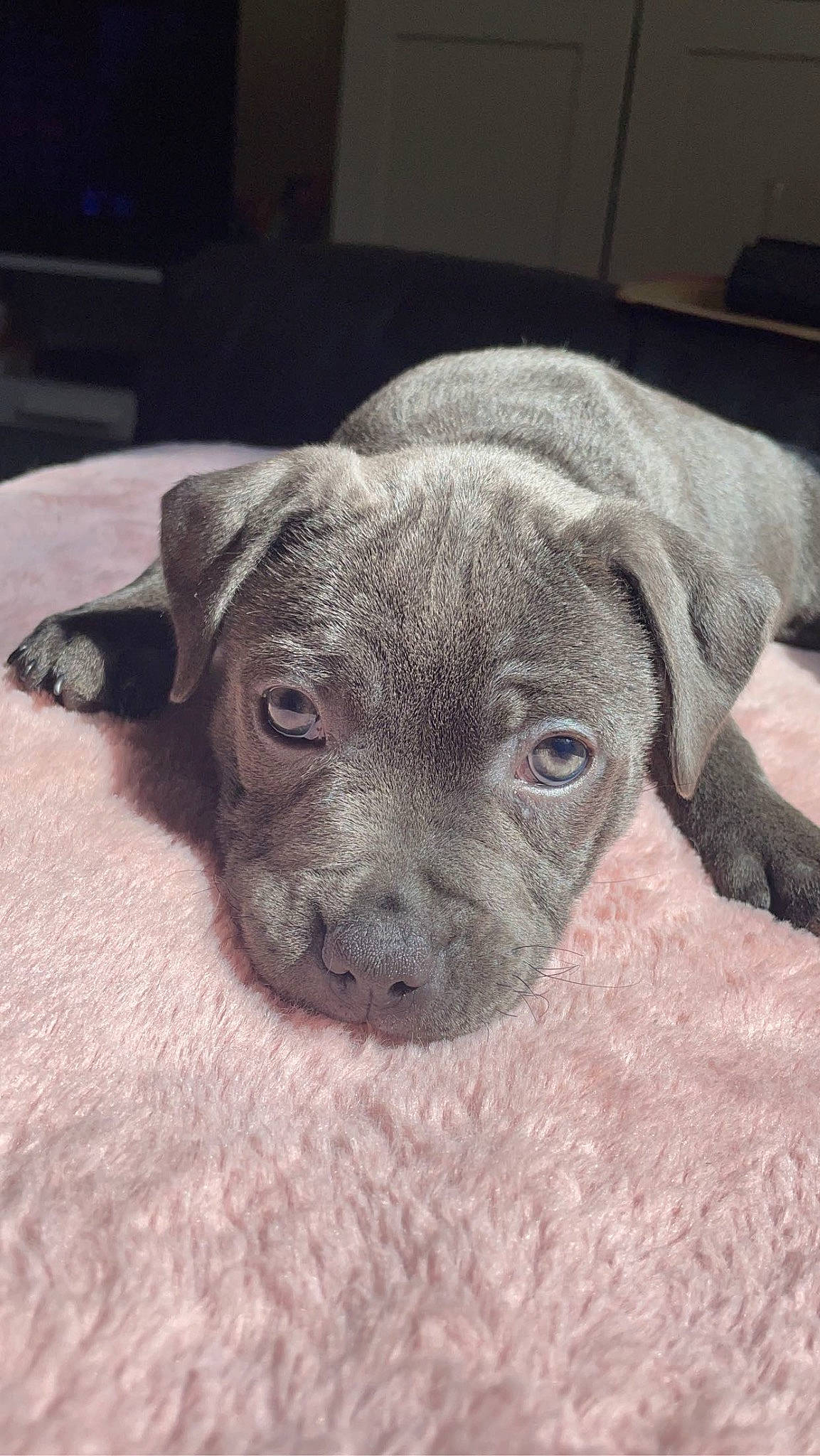 Luna joined the competition — help win amazing prizes! canidae, carnivore, companion_dog, dog, dog_breed, fawn, grey, liver, non_sporting_group, snout, sporting_group, terrestrial_animal, toy_dog, whiskers, working_animal, wrinkle