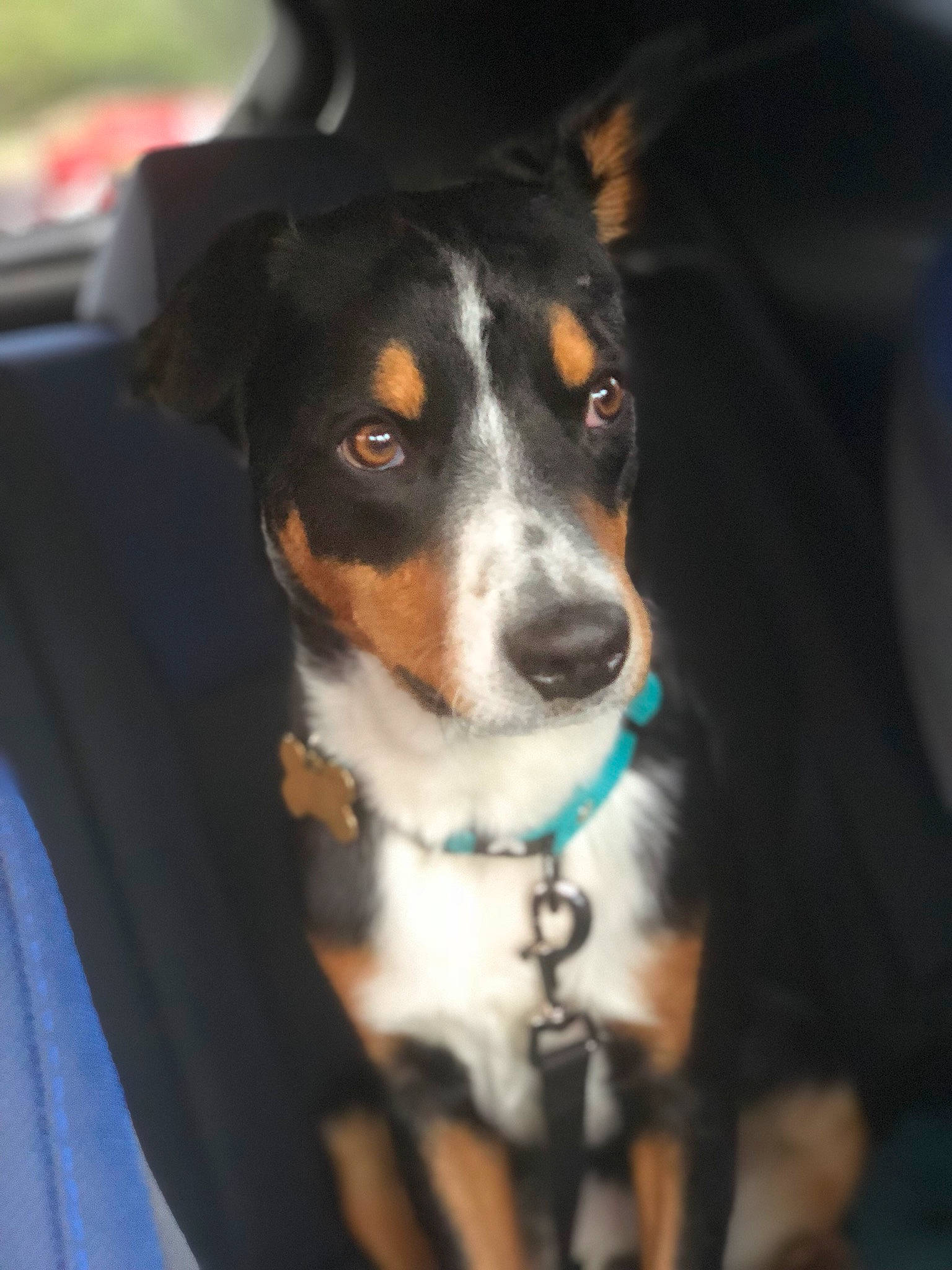 Obiwan a rejoint le concours — aidez-le/la à gagner de superbes lots ! appenzeller_sennenhund, carnivoran, dog, dog_breed, dog_breed_group, dog_like_mammal, entlebucher_mountain_dog, greater_swiss_mountain_dog, huntaway, pinscher, snout