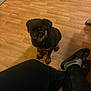puppy, rottweiler, dog, wooden_floor, indoor, pet, black_fur, brown_fur, person, legs, socks, slides, flooring, domestic, cute, young_dog, animal, waiting, companion, home