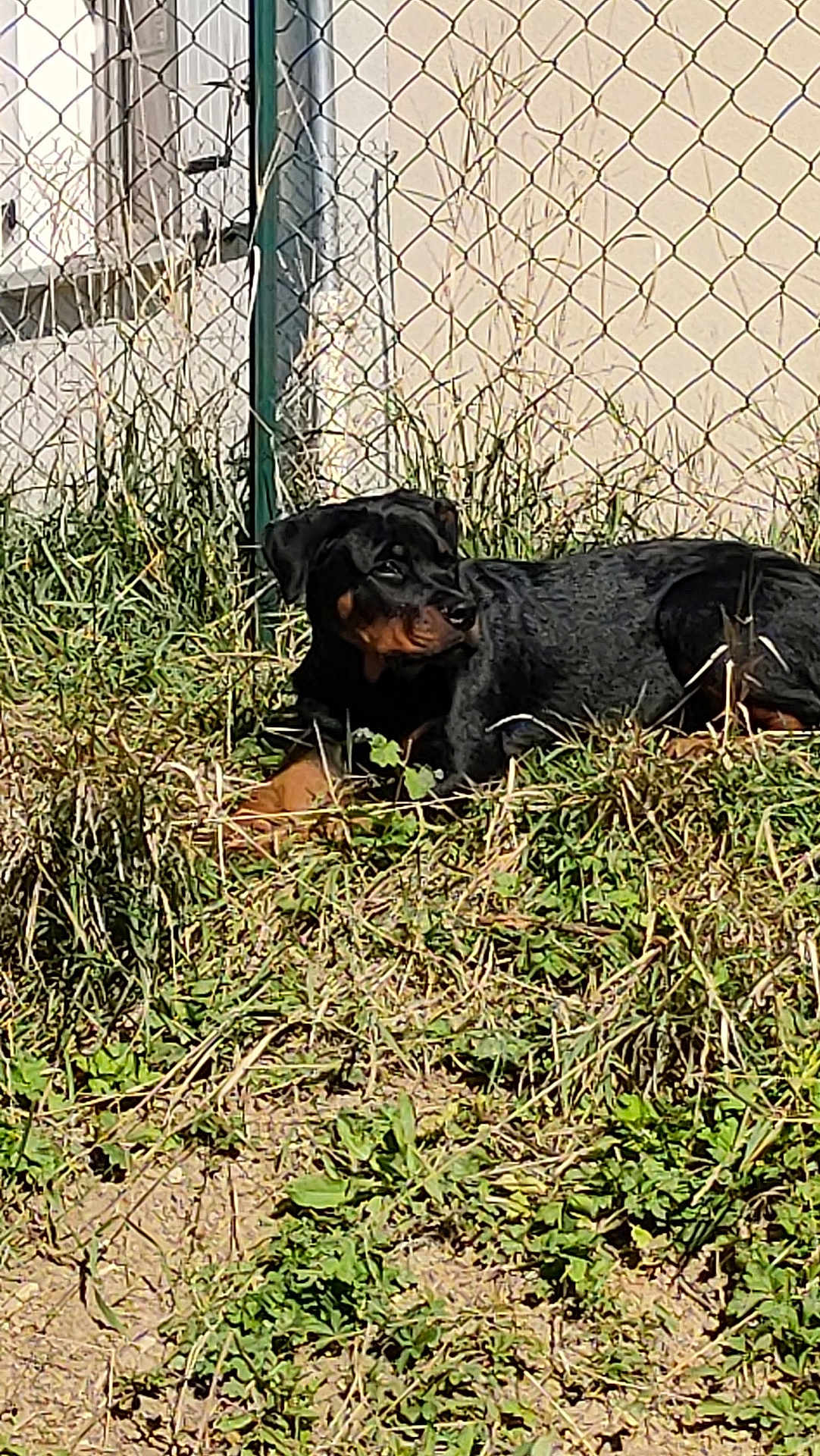 Bella participe au concours pour gagner de l'argent avec cette photo : dog, rottweiler, grass, outdoor, fence, sunlight, animal, pet, canine, nature, daylight, watchful, resting, brown, black, fur, quiet, field, leaf, ground