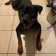 Bella participe au concours pour gagner de l'argent avec cette photo : dog, rottweiler, pet, animal, indoor, floor, tile, paw, tongue, happy, canine, mammal, laying_down, domestic_animal, kitchen, black, brown, fur, snout, ears