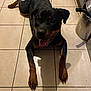 dog, rottweiler, pet, animal, indoor, floor, tile, paw, tongue, happy, canine, mammal, laying_down, domestic_animal, kitchen, black, brown, fur, snout, ears