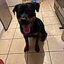 Bella participe au concours pour gagner de l'argent avec cette photo : dog, rottweiler, tongue_out, sitting, floor, tile_floor, indoor, kitchen, appliance, cabinet, shadow, pet, animal, black_and_tan, happy, looking_up, ears, mouth_open, clutter, home