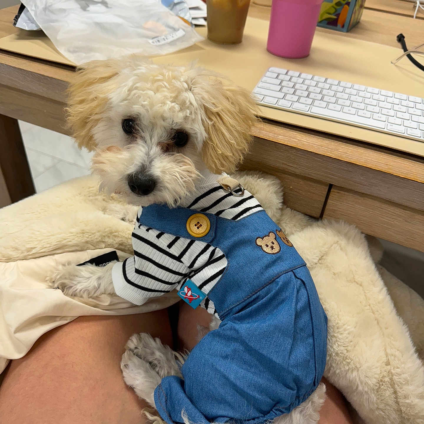 Benji joined the competition — help win amazing prizes! animal, canine, clothing, computer, computerhardware, computerkeyboard, couch, cup, desk, dog, electronics, furniture, hardware, indoors, laptop, pc, pet, poodle, puppy, table