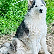 Everest participe au concours pour gagner de l'argent avec cette photo : dog, husky, siberian_husky, animal, pet, sitting, outdoor, grass, greenery, fur, blue_eyes, nature, canine, mammal, portrait, fluffy, alert, watchful, ground, daylight