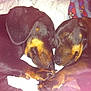 dog, puppy, sleeping, dachshund, cute, pet, animal, fur, snuggle, cozy, blanket, two, closeup, resting, indoors, paw, brown, black, face, companion