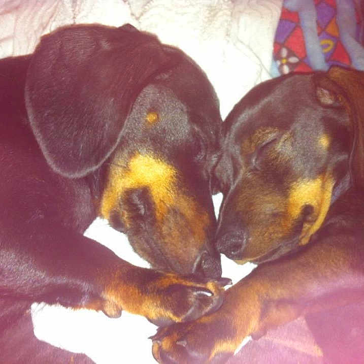 Lili Et Lilou a rejoint le concours — aidez-le/la à gagner de superbes lots ! animal, black, blanket, brown, closeup, companion, cozy, cute, dachshund, dog, face, fur, indoors, paw, pet, puppy, resting, sleeping, snuggle, two