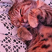 Olive a rejoint le concours — aidez-le/la à gagner de superbes lots ! animal, cat, close_up, cozy, cute, domestic, fur, indoor, knit_blanket, mammal, paw, peaceful, pet, relaxed, resting, sleeping, soft, tabby, texture, whiskers