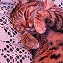 animal, cat, close_up, cozy, cute, domestic, fur, indoor, knit_blanket, mammal, paw, peaceful, pet, relaxed, resting, sleeping, soft, tabby, texture, whiskers