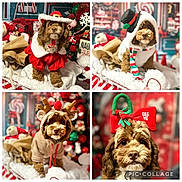 Rose is registered to the contest to win money with this photo: dog, holiday_costume, christmas, festive, reindeer, santa_hat, snowman, bow, cute, pet, christmas_tree, decorations, collage, indoor, brown_dog, costume, celebration, seasonal, adorable, portrait