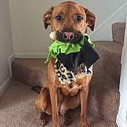 Sadie joined the competition — help win amazing prizes! dog, brown_dog, toy, carpet, stairs, indoor, pet, animal, sitting, looking_at_camera, playful, rag_toy, ears, snout, paws, fur, home, cute, pet_toy, companion