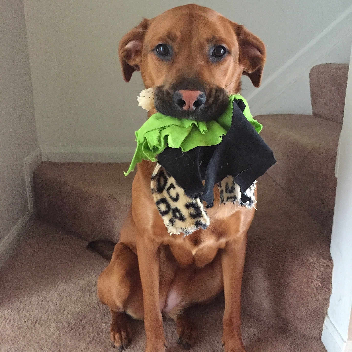 Sadie joined the competition — help win amazing prizes! animal, brown_dog, carpet, companion, cute, dog, ears, fur, home, indoor, looking_at_camera, paws, pet, pet_toy, playful, rag_toy, sitting, snout, stairs, toy