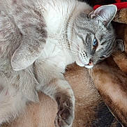 Jacob is registered to the contest to win money with this photo: cat, blue_eyes, fluffy, gray, white, lying_down, paw, whiskers, soft, blanket, relaxed, pet, fur, indoor, closeup, mammal, animal, cute, feline, cozy