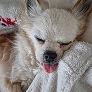 Eliott participe au concours pour gagner de l'argent avec cette photo : dog, sleeping, tongue_out, fluffy, blanket, closeup, cute, pet, resting, cozy, fur, indoors, animal, relaxed, snout, ears, whiskers, nose, soft_texture, companion