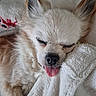 dog, sleeping, tongue_out, fluffy, blanket, closeup, cute, pet, resting, cozy, fur, indoors, animal, relaxed, snout, ears, whiskers, nose, soft_texture, companion
