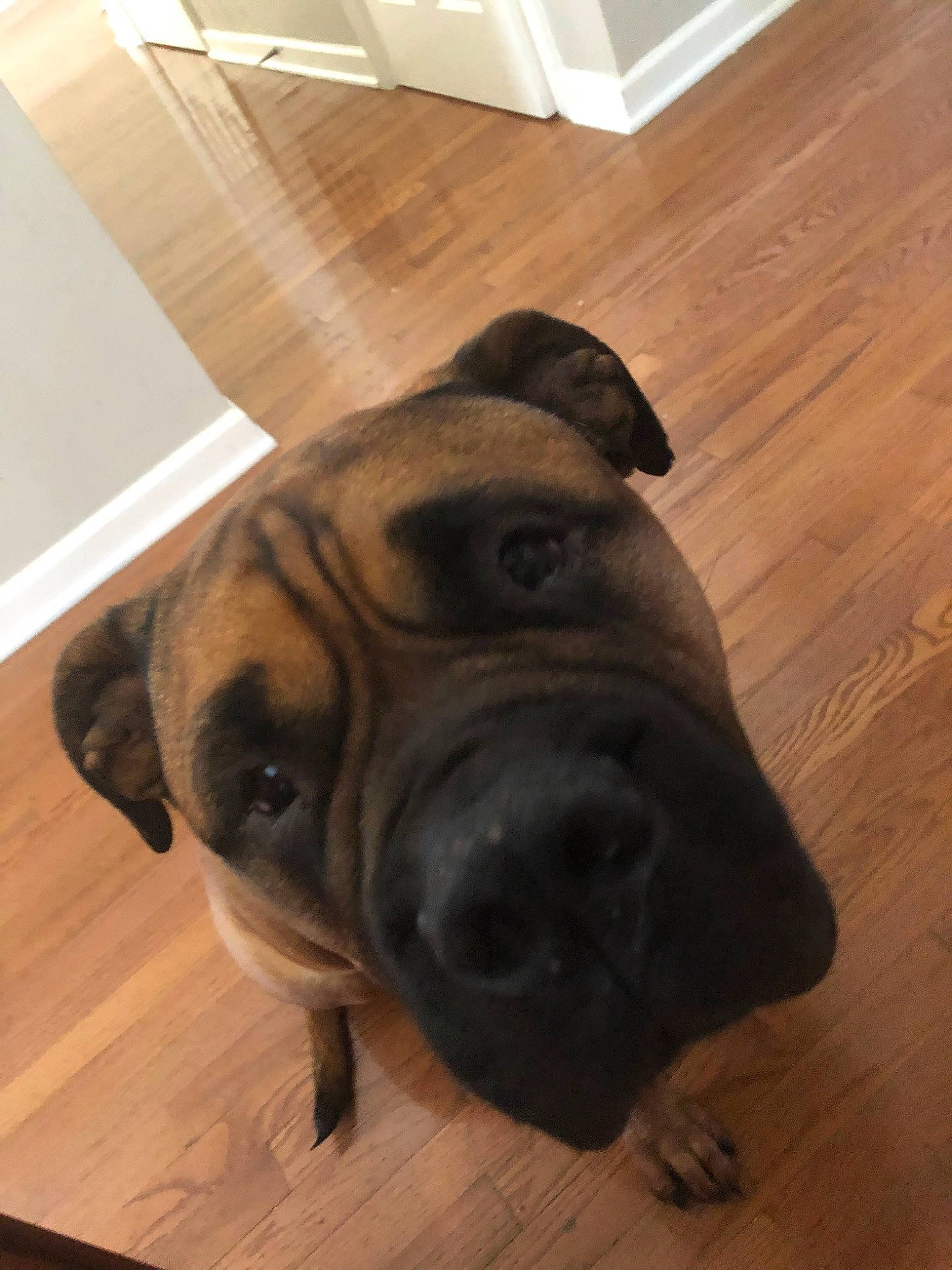 Finn joined the competition — help win amazing prizes! bandog, boerboel, bullmastiff, canidae, carnivore, dog, dog_breed, english_mastiff, fawn, floor, hardwood, mammal, non_sporting_group, ori_pei, snout, sporting_group