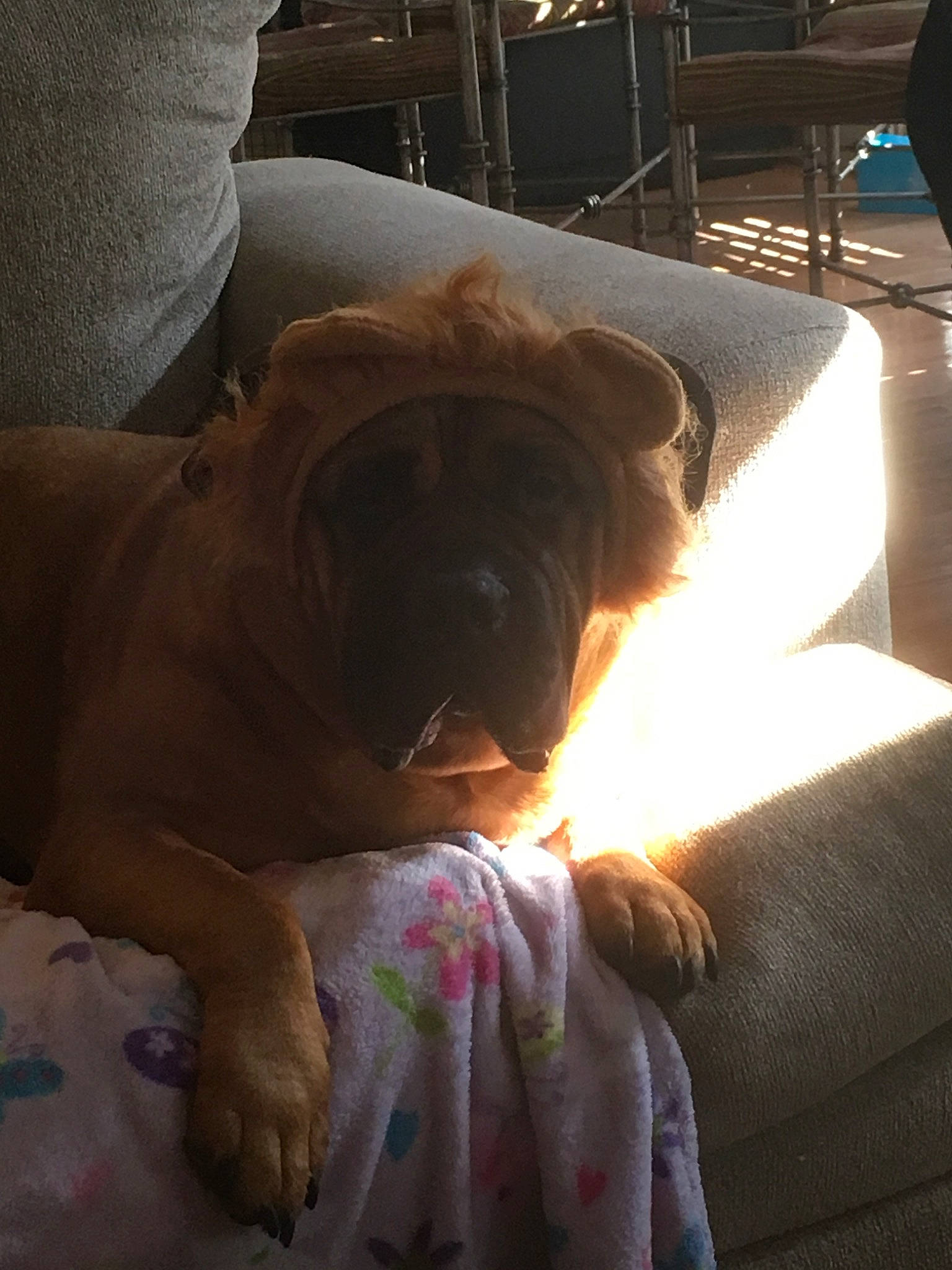 Finn joined the competition — help win amazing prizes! canidae, carnivore, dog, dog_breed, dogue_de_bordeaux, fawn, heat, sporting_group