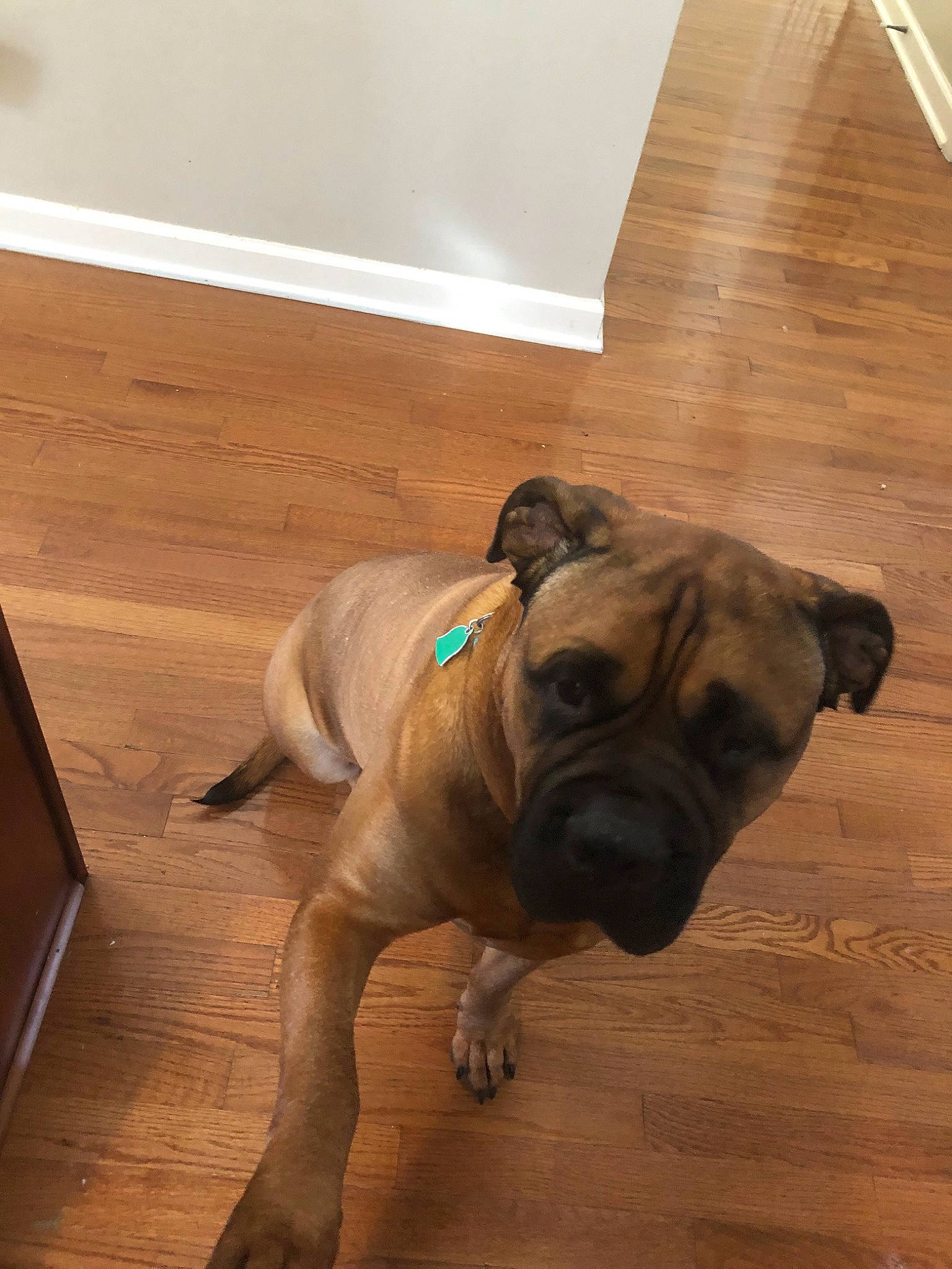 Finn joined the competition — help win amazing prizes! boerboel, bullmastiff, canidae, carnivore, companion_dog, dog, dog_breed, english_mastiff, fawn, floor, mammal, molosser, non_sporting_group, old_english_bulldog, olde_english_bulldogge, ori_pei, pug, snout, valley_bulldog, vertebrate