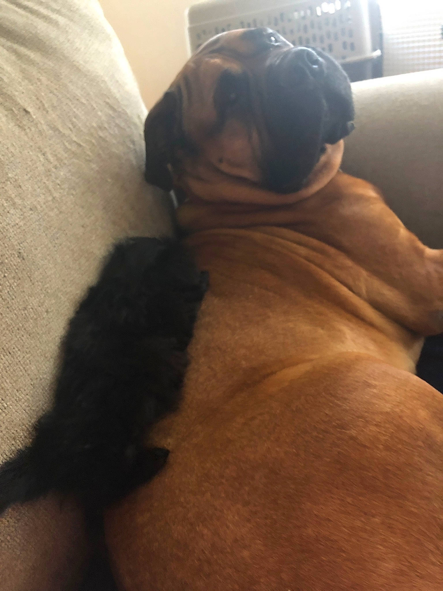 Finn joined the competition — help win amazing prizes! canidae, carnivore, dog, dog_breed, fawn, non_sporting_group, pug, puppy, sporting_group