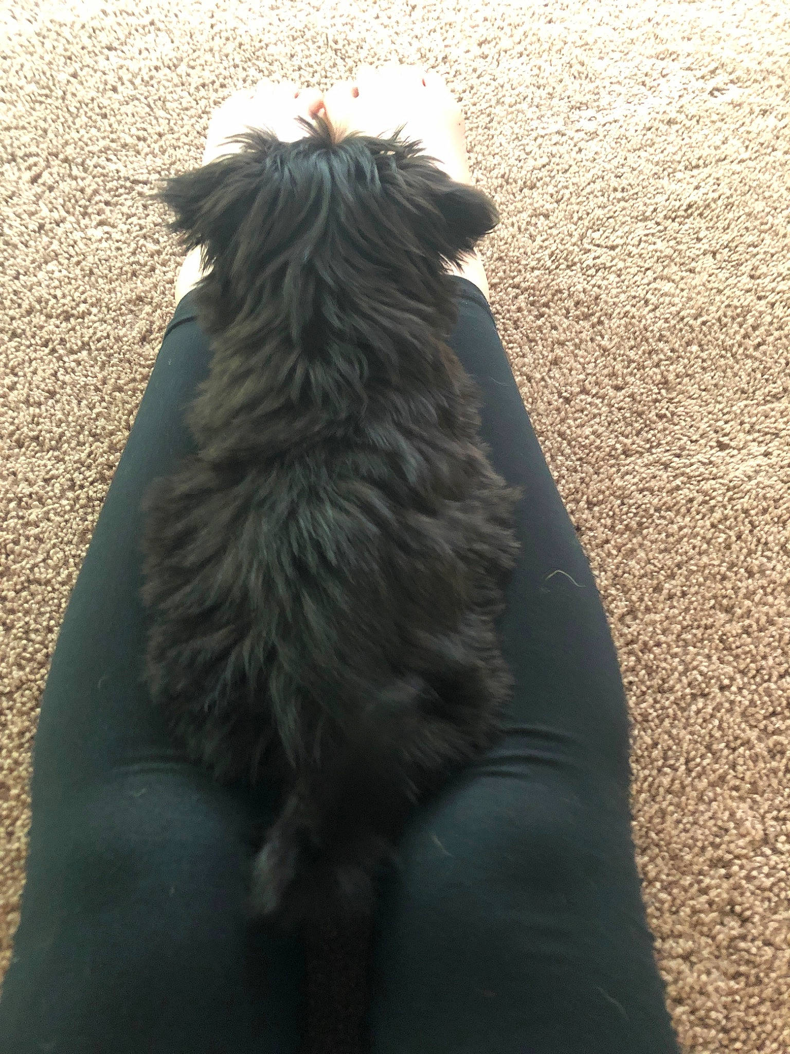 Molly is registered to the contest to win money with this photo: affenpinscher, canidae, carnivore, companion_dog, dog, dog_breed, fur, miniature_schnauzer, schnauzer, sporting_group, tail, terrier