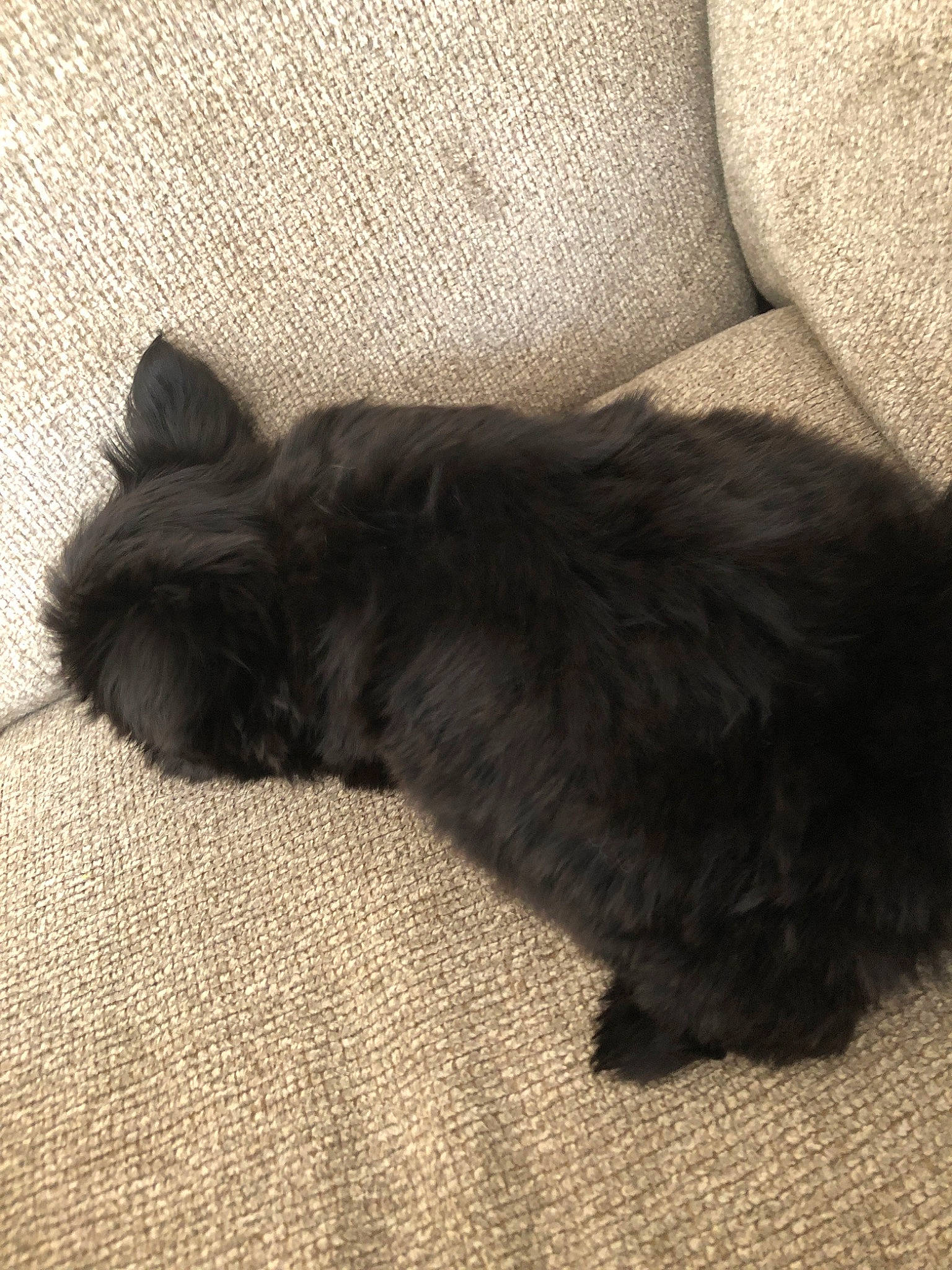 Molly joined the competition — help win amazing prizes! black, black_cat, carnivore, cat, claw, ear, fawn, felidae, fur, kitten, nap, norwegian_forest_cat, paw, sleep, small_to_medium_sized_cats, tail, whiskers
