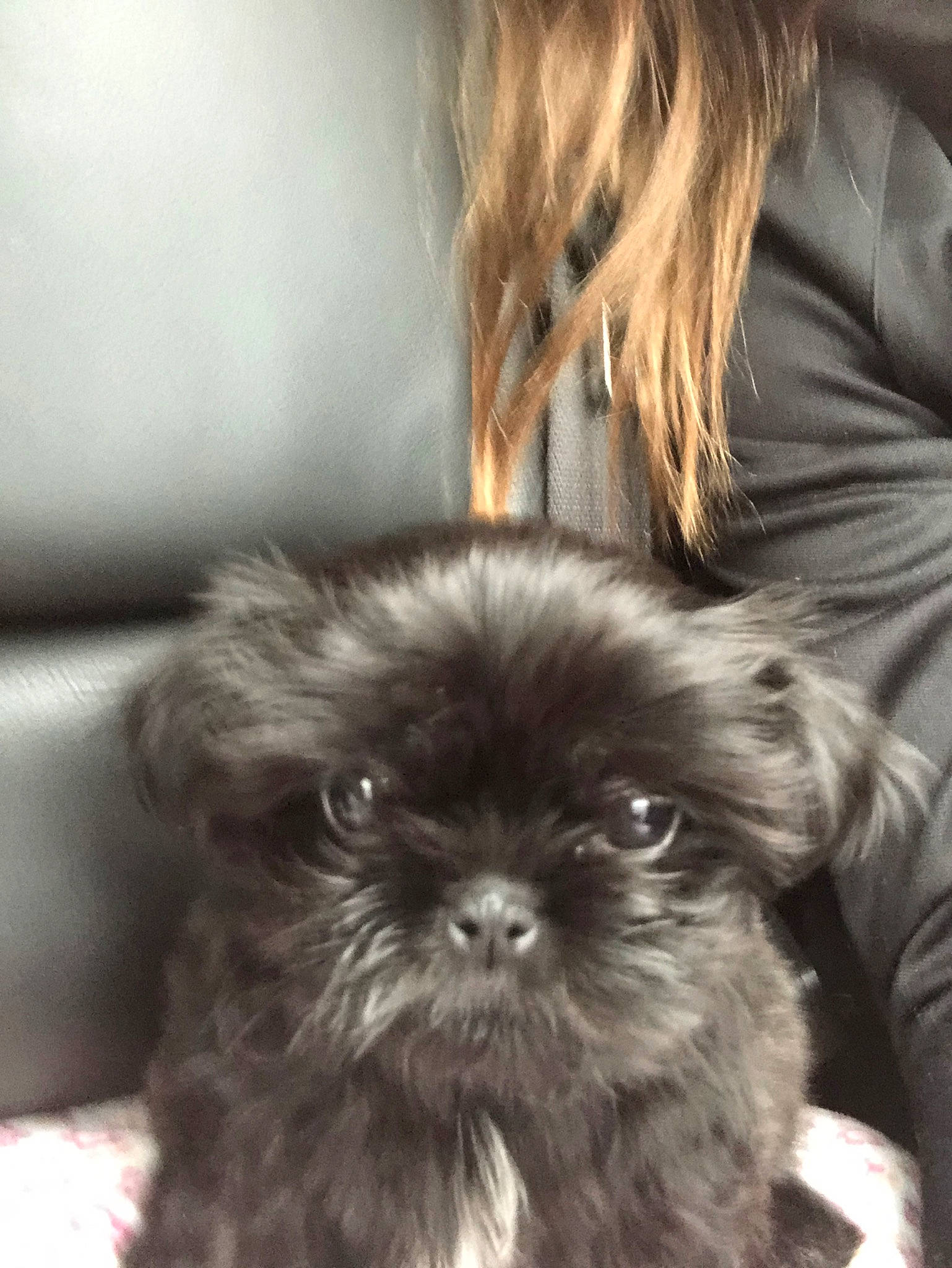 Molly is registered to the contest to win money with this photo: affenpinscher, bolonka, canidae, carnivore, chinese_imperial_dog, companion_dog, dog, dog_breed, eye, griffon_bruxellois, liver, maltepoo, mammal, pekapoo, puppy, schnoodle, shih_poo, shih_tzu, skin, snout