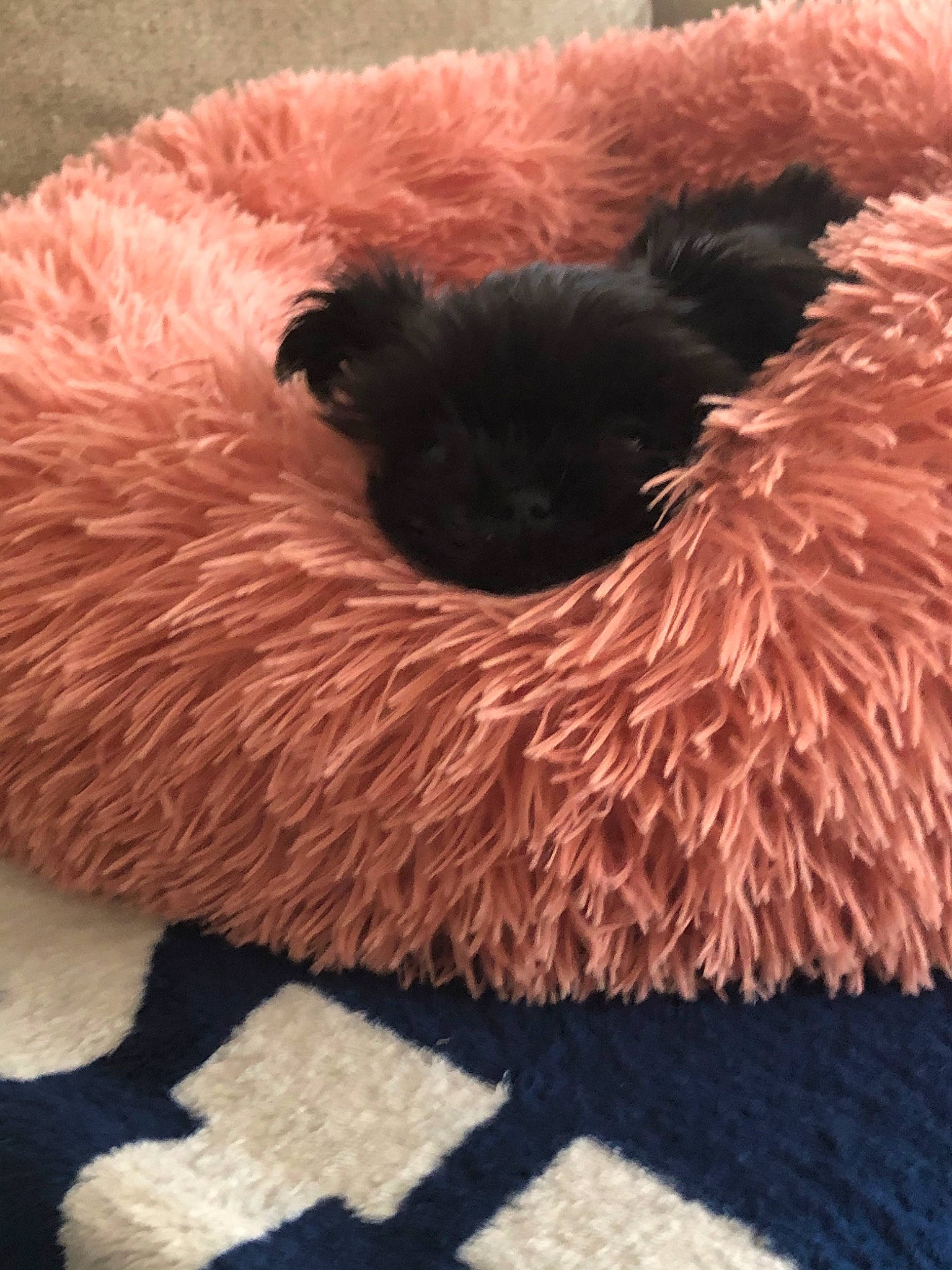 Molly is registered to the contest to win money with this photo: canidae, carnivore, dog, dog_breed, fawn, fur, plush, puppy, shih_tzu, stuffed_toy