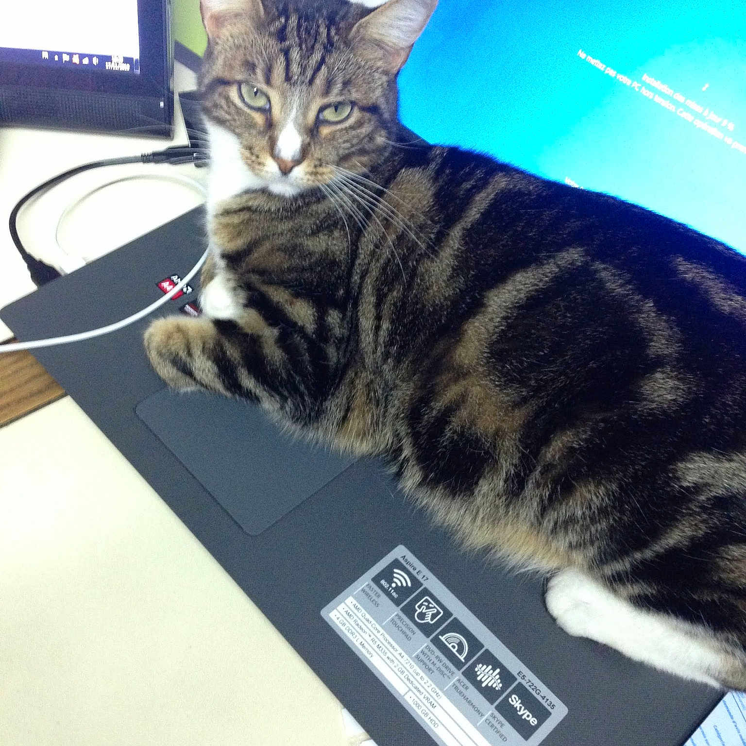 Fripouille a rejoint le concours — aidez-le/la à gagner de superbes lots ! carnivore, cat, computer, computer_hardware, computer_keyboard, display_device, domestic_short_haired_cat, electronic_device, felidae, fur, input_device, netbook, output_device, peripheral, personal_computer, small_to_medium_sized_cats, snout, space_bar, tail, whiskers